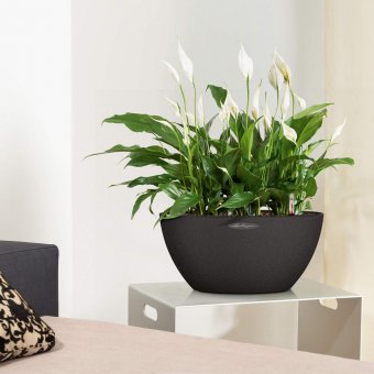 Lechuza Cubeto Color 40 Grafitsvart