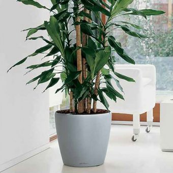 Lechuza Classico 50 Självbevattningskruka