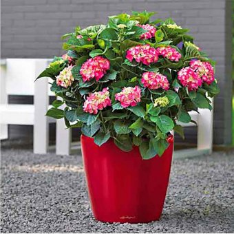 Lechuza Classico 35 Självbevattningskruka