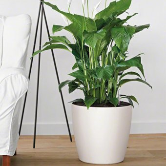 Lechuza Classico Color 43 Självbevattningskruka