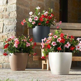 Lechuza Classico Color 21 självbevattningskruka