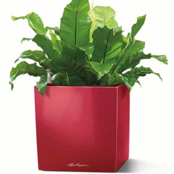 Lechuza Cube 40 Självbevattningskruka