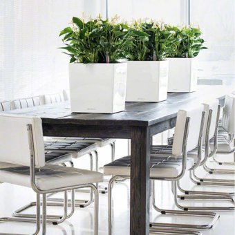 Lechuza Cube 30 självbevattningskruka