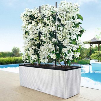 Lechuza Trio Cottage 30 Självbevattningskruka