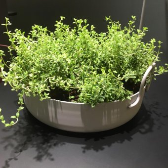 SMD Design Tivoli 50 blomkruka